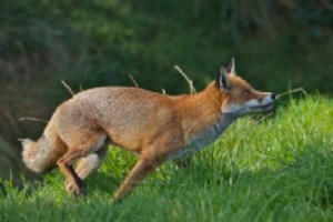 What's the fox doing?